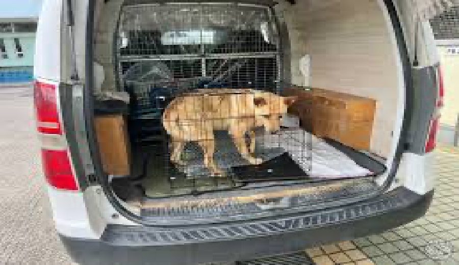 寵物接送｜玹翔旅遊寵物專車加購服務
